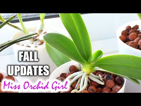 Orchid updates - Long time no see! | Dendrobium, Angraecum, Sedirea and more