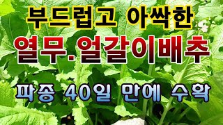 [텃밭농부. 1,078]  부드럽고 아싹하게 40일만에 키운 열무, 얼갈이베추 수확 #열무재배 #얼갈이 배추…