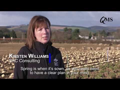 Potential of Turnips as Winter Feed