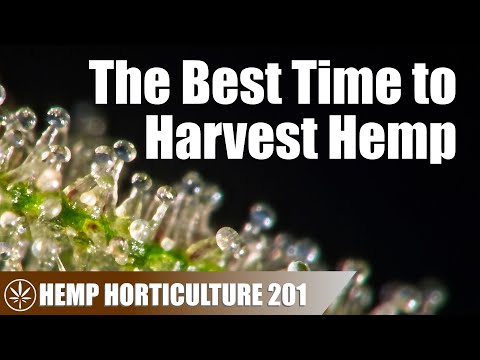 A Complete Guide on When to Harvest Hemp