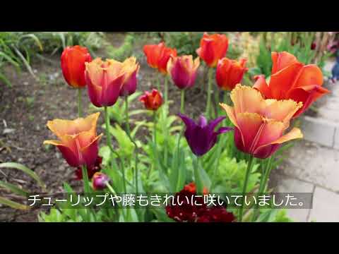 冬の雪だるま、ボドナントの雪だるま 植物