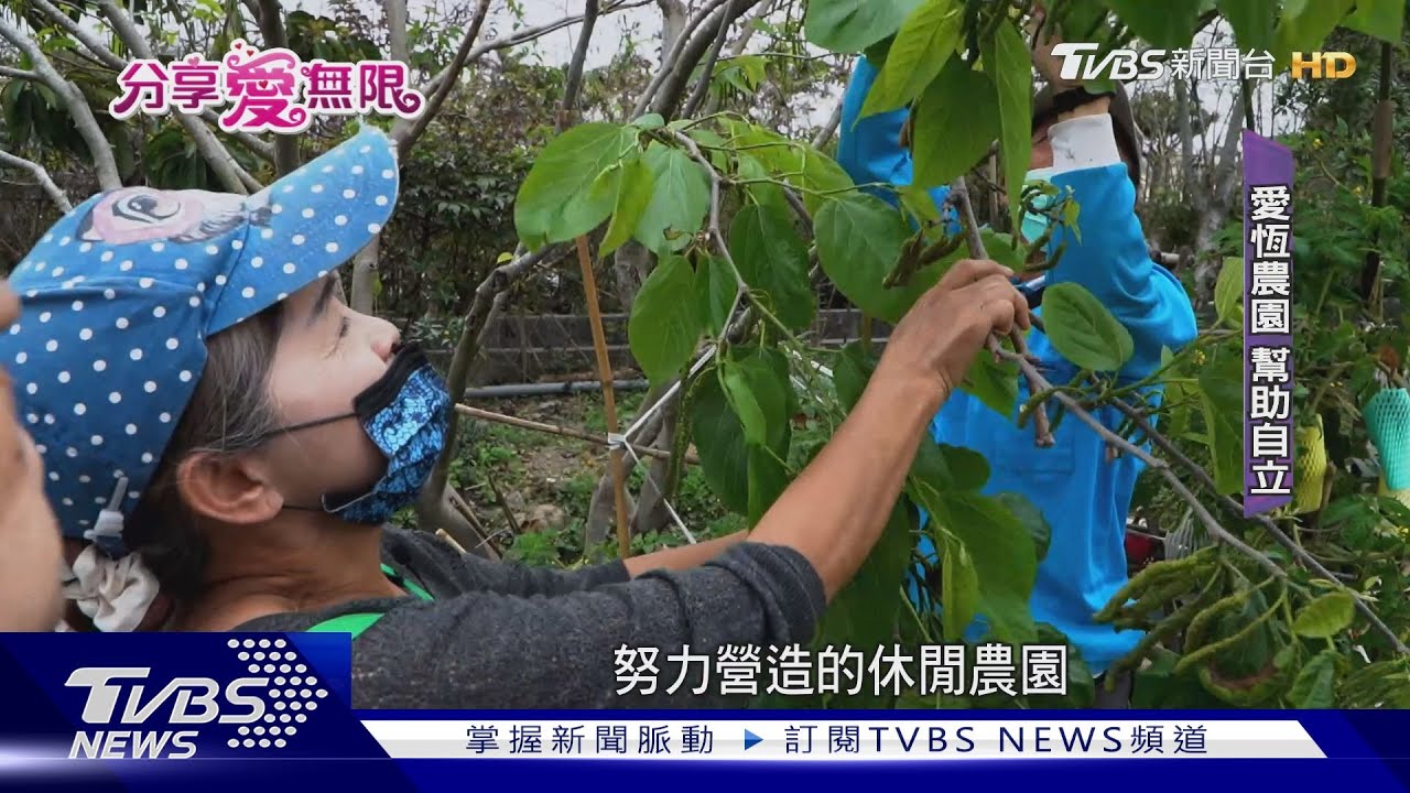 這裡有蛋!愛恆「農園」養蛋雞 日產30顆LINE上賣鄰里客