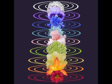 Die sieben Hauptchakren