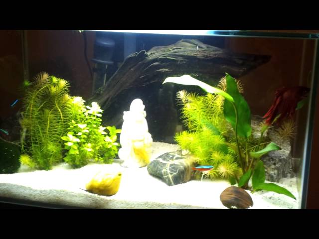 My betta fish fluval edge tank