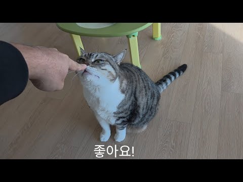 이맛에 고양이 키우지.. 끝까지 봐주세요.