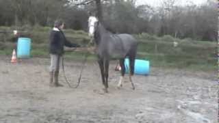 preview picture of video 'Ferme Equestre RandoLoisirs - Séances de débourrage'