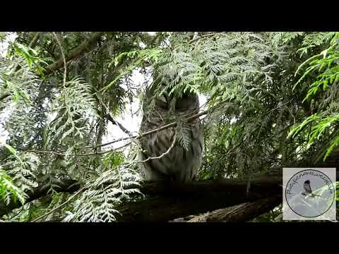 Robins alarm calls draw me to this beautiful Barred owl