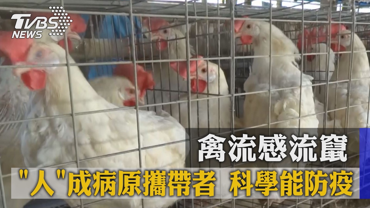 禽流感流竄!人成病原攜帶者 科學能防疫