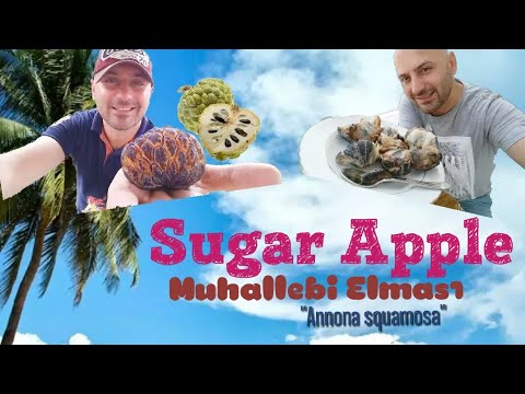 , title : 'Sugar Apple meyvesi, muhallebi elması, custard apple meyvesi, annona squamosa, şeker elma meyvesi'