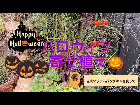 パンプキン 植物