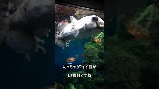 【鹿児島】いおワールドかごしま水族館にいるイシガキフグに癒される動画#shorts