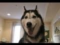 Mishka The Talking Husky Do You Love Laika