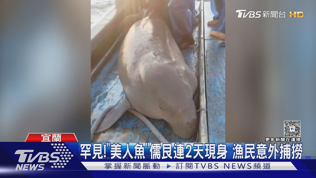 罕見！「美人魚」儒艮連2天現身　宜蘭漁民意外捕撈