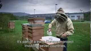 Preserving Bees