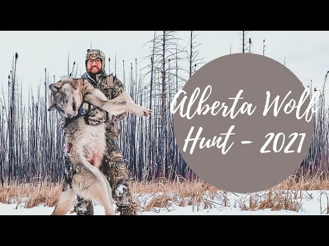 Alberta Wolf Hunting - 2021