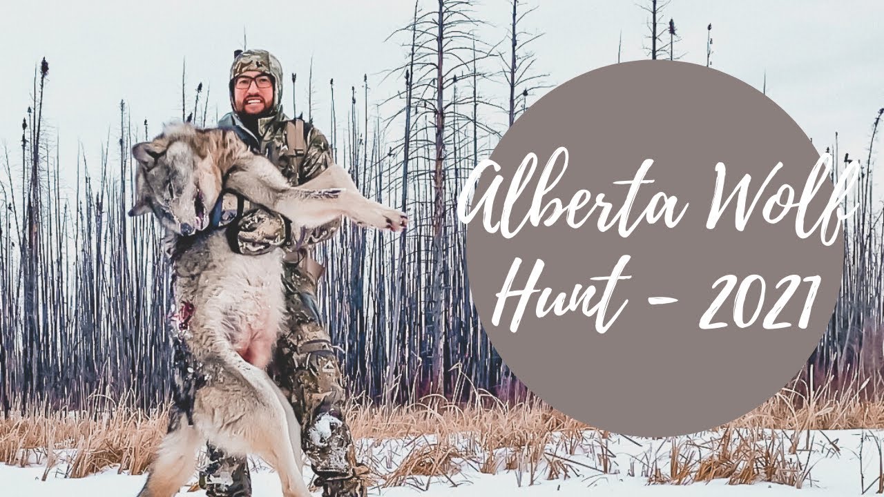 Can wolves be hunted in Alberta? More REF