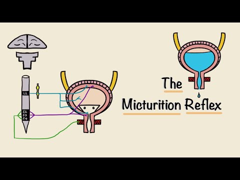 The Micturition Reflex | Bladder Nerve Supply | Renal Physiology