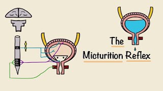 The Micturition Reflex | Bladder Nerve Supply | Renal Physiology