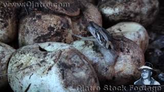 Python Hatching 0103 Music - Snake Eggs Hatching