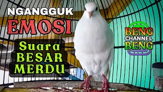 Download lagu Ngangguk EMOSI⁉️Pancingan burung puter putih mata merah LOKAL albino suara BESAR dan MERDU mp3