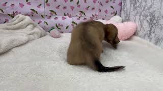 カニンヘンダックスフンドの動画01