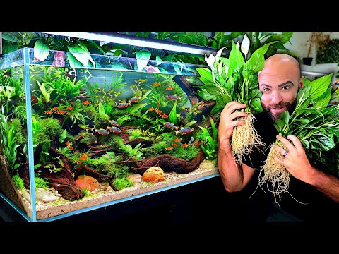 HUGE Schools Of Fish Added: Tetra, Rasbora, CPD & Rainbows |EP4| Self Balancing Ecosystem Aquarium