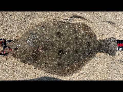 Summer Fluking from Shore - Fishing Hybrid Waters + Brief Summary of the Start of the Season