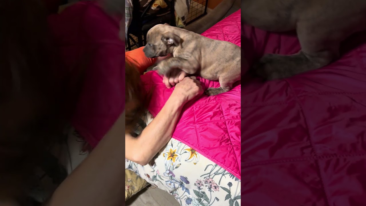 Gidget, a Adoptable mixed breed in Arnold, MO video 3/3