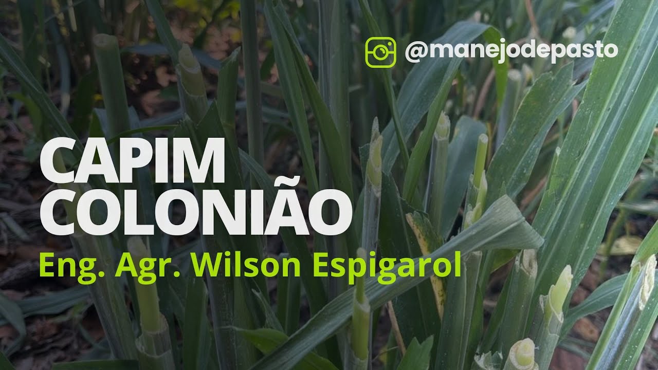 COMO IDENTIFICAR O CAPIM COLONIÃO?