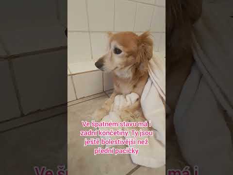 Pomohli jste zachránit Ťapinku a pomoct jí od bolesti