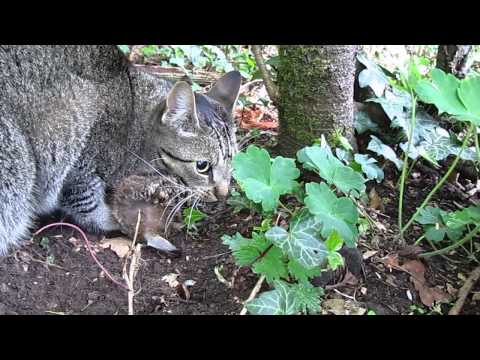 Hoe een abessijn een haas vangt?