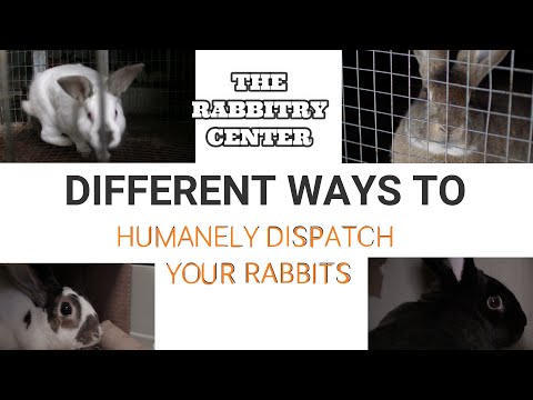 HOW TO HUMANELY DISPATCH RABBITS