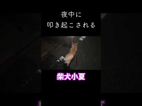 夜中のお付き合い #神戸 #ペキ柴 #shiba #shibainu
