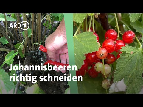 So gelingt der Schnitt von Johannisbeeren | MDR Garten