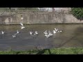 Seagulls Take Off After Lunch