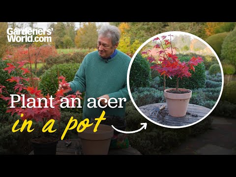 The TREE that fits in EVERY garden | Alan's guide to planting Japanese maples in pots