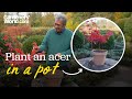 The TREE That Fits In EVERY Garden Alan S Guide To Planting Japanese Maples In Pots
