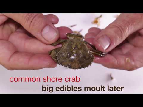 EP:3 The Beginners guide to Sea Fishing - BAIT.