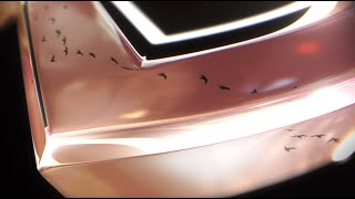  Discover INFINITI’s Evolved Logo