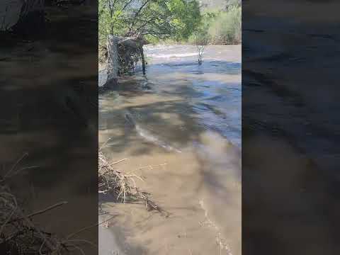 Halfway Campground Kern River