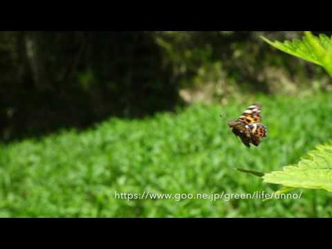 アカマダラ春型の飛翔　Araschnia levana