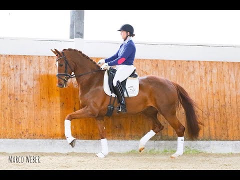 Stute von Londontime