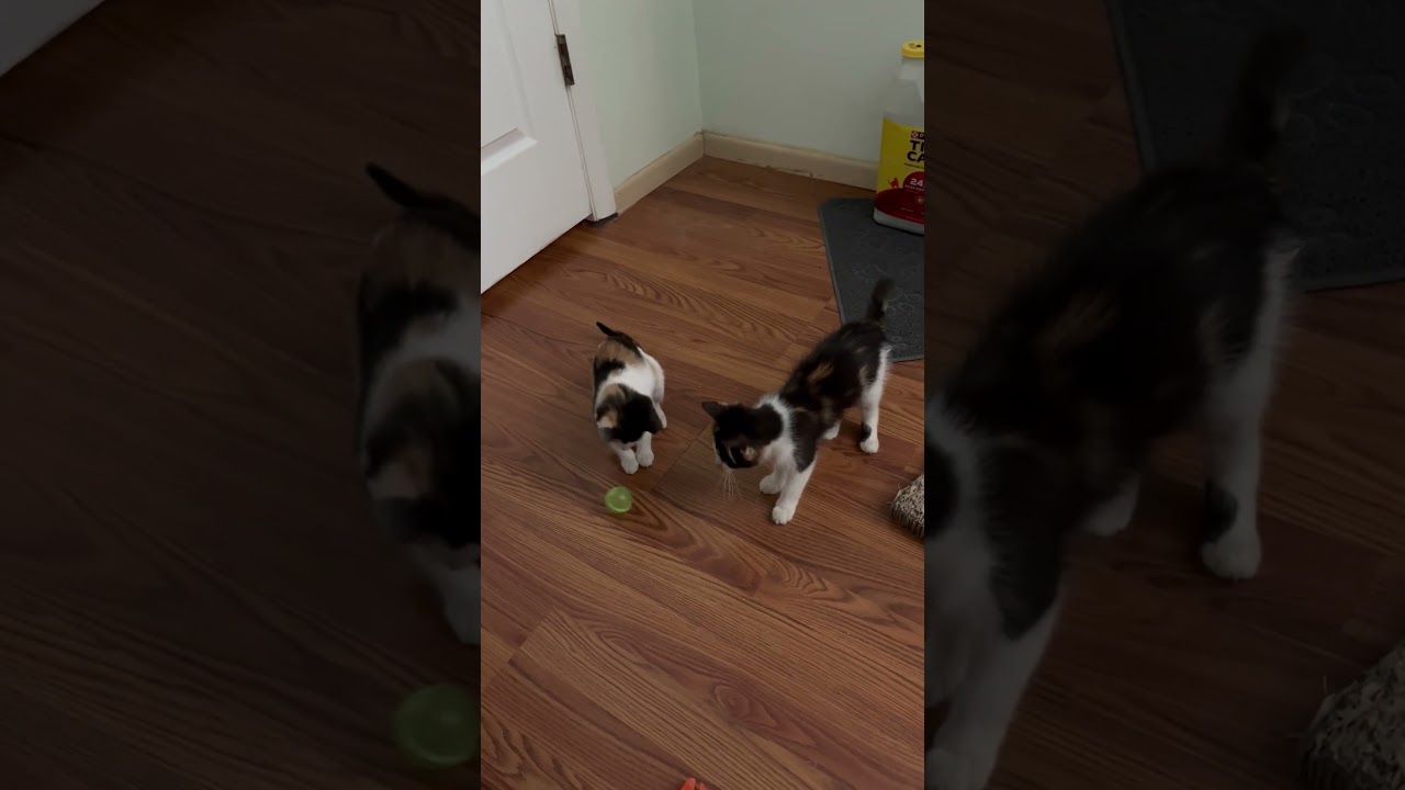 Enlarge Essie ~ Foster or Adopter needed, a Adoptable Domestic Medium Hair in Avon Park, FL video 6/6