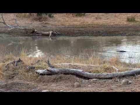 Djuma: Hippo spray marking and yawning in the dam - 17:19 - 08/04/21