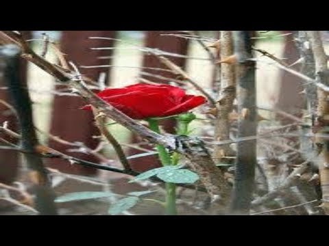 Just Plvnes - "Rose Among Thorns" (Official Audio)