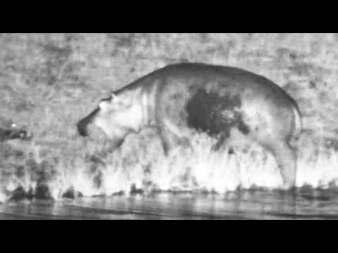 Hippo had funny interaction with Thicknee as it exited the water 12/28/25