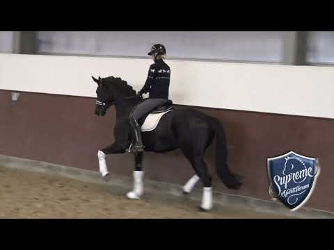 'TOTALLY NOIR' ' 2022 Gelding by Total McLaren x Furst Heinrich