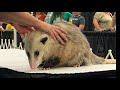 Annual Fredericksburg Spring Arts & Crafts Faire's video thumbnail