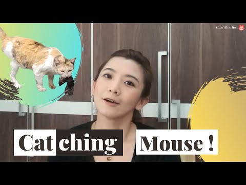Why CATS like catching mice or other animals | Cat Story Video