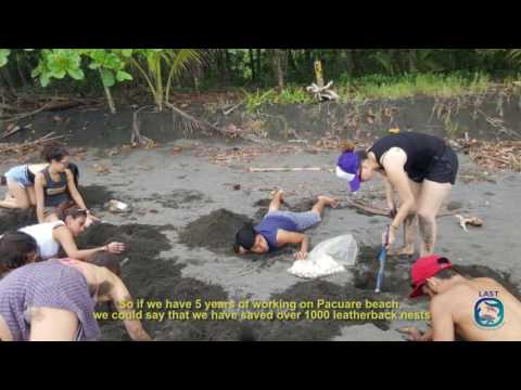 Improve conditions for our sea turtle heroes